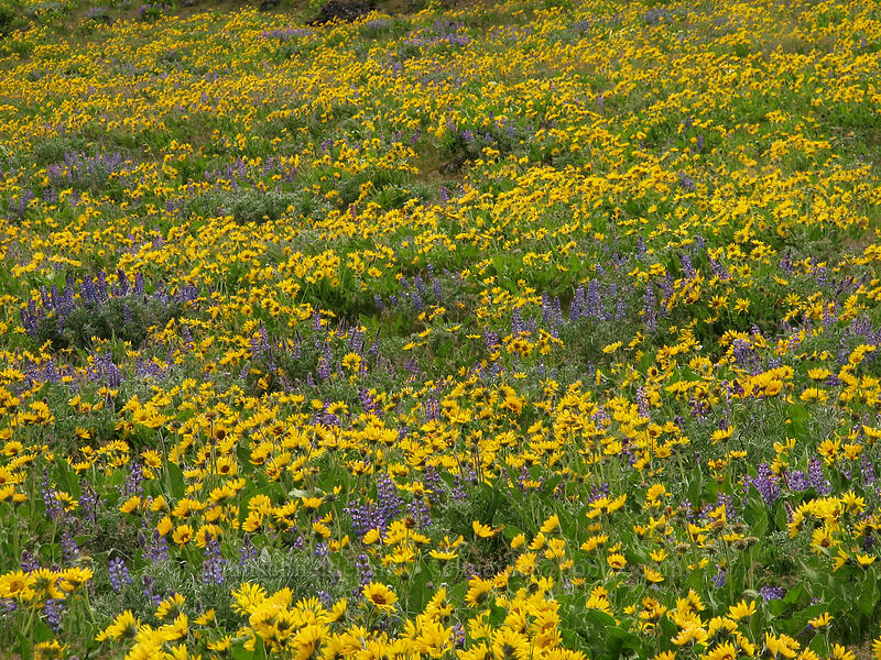 balsamroot & lupines (Balsamorhiza sp., Lupinus sp.) [Columbia Hills Natural Area Preserve, Klickitat County, Washington]