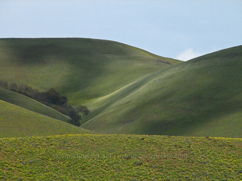 Columbia Hills [Dalles Mountain Road, Klickitat County, Washington]