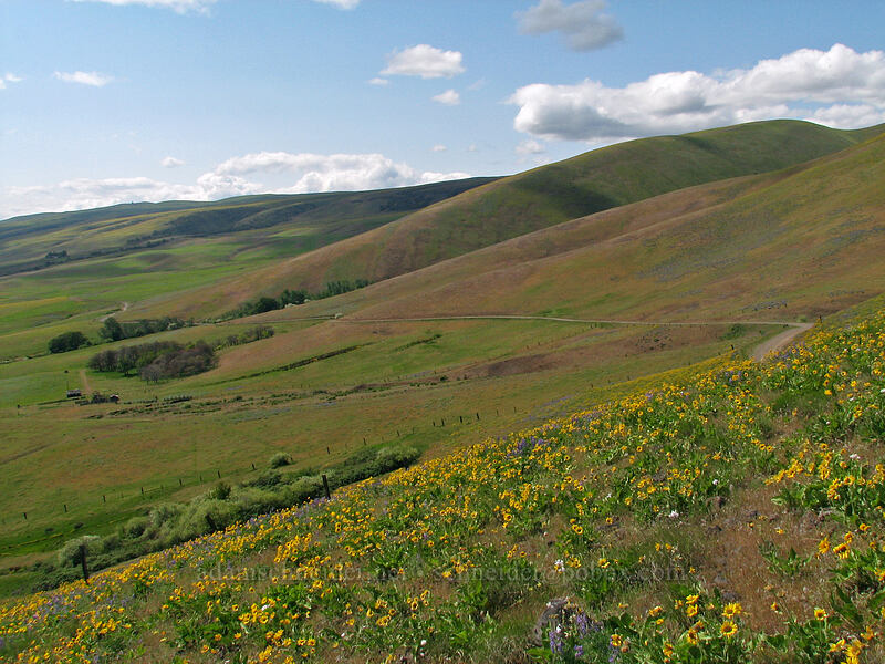 Columbia Hills [Dalles Mountain Road, Klickitat County, Washington]
