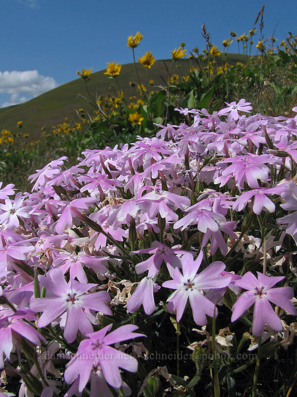 showy phlox (Phlox speciosa) [Dalles Mountain Road, Klickitat County, Washington]
