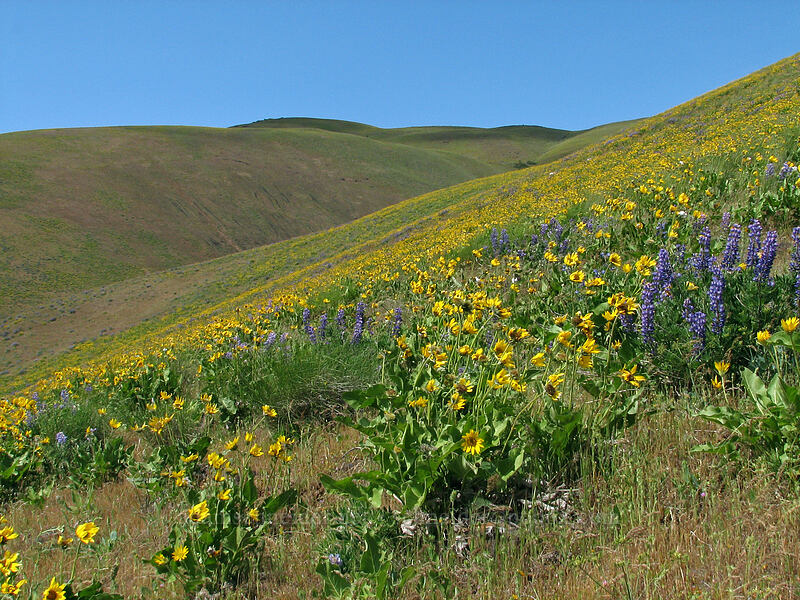 balsamroot & lupines (Balsamorhiza sp., Lupinus sp.) [Dalles Mountain Road, Klickitat County, Washington]