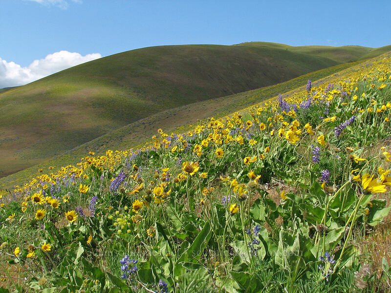 balsamroot & lupines (Balsamorhiza sp., Lupinus sp.) [Dalles Mountain Road, Klickitat County, Washington]