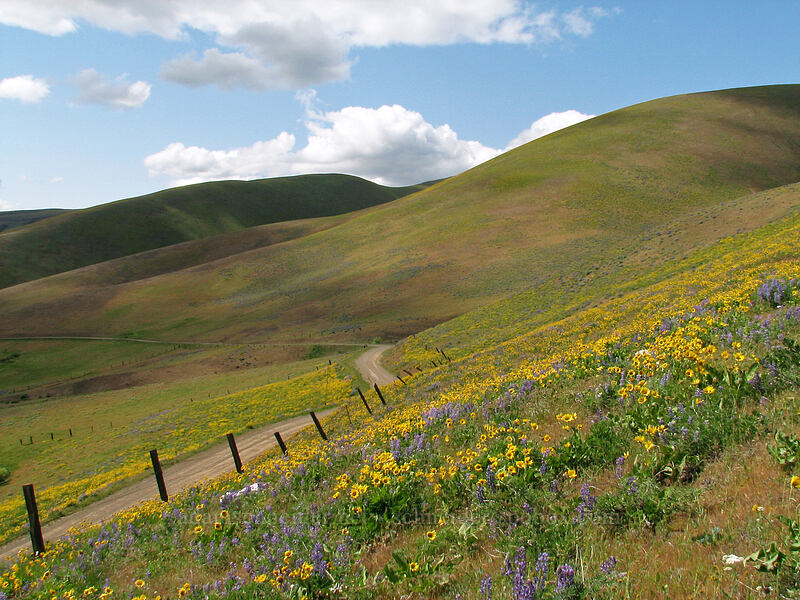 balsamroot & lupines (Balsamorhiza sp., Lupinus sp.) [Dalles Mountain Road, Klickitat County, Washington]