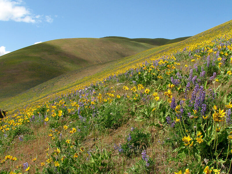 balsamroot & lupines (Balsamorhiza sp., Lupinus sp.) [Dalles Mountain Road, Klickitat County, Washington]