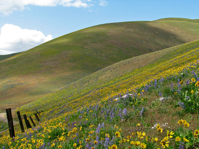 balsamroot & lupines (Balsamorhiza sp., Lupinus sp.) [Dalles Mountain Road, Klickitat County, Washington]