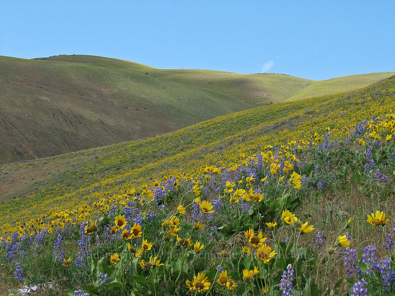 balsamroot & lupines (Balsamorhiza sp., Lupinus sp.) [Dalles Mountain Road, Klickitat County, Washington]