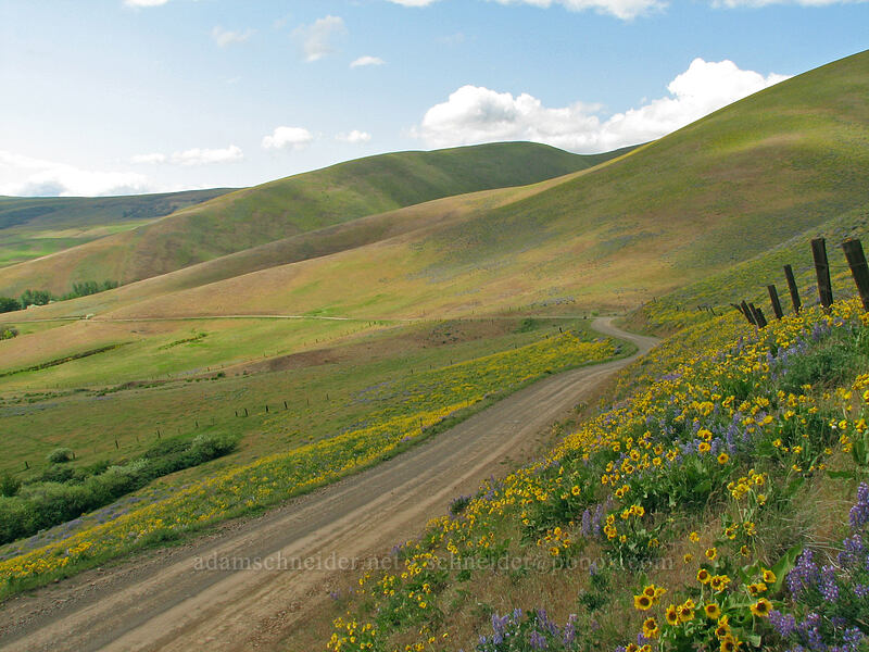 Dalles Mountain Road [Dalles Mountain Road, Klickitat County, Washington]