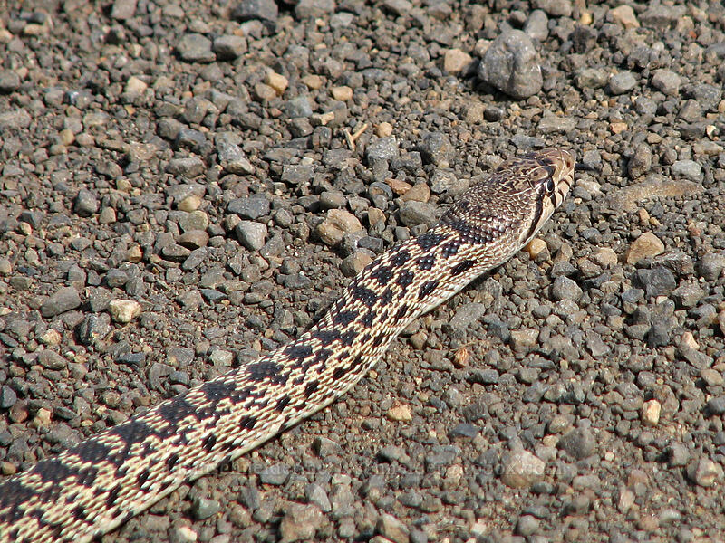 gopher snake (Pituophis catenifer deserticola) [Dalles Mountain Road, Klickitat County, Washington]