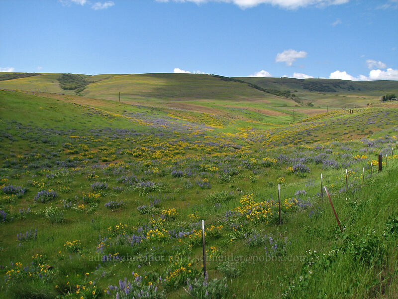 balsamroot & lupines (Balsamorhiza sp., Lupinus sp.) [Dalles Mountain Road, Klickitat County, Washington]