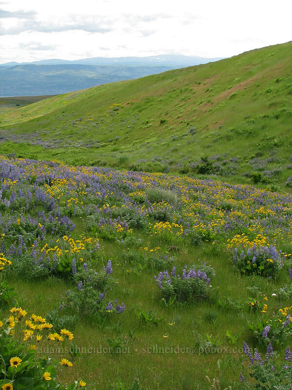 balsamroot & lupines (Balsamorhiza sp., Lupinus sp.) [Dalles Mountain Road, Klickitat County, Washington]