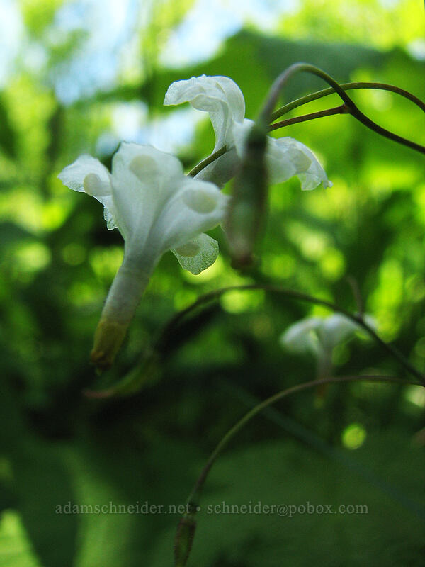 northern inside-out flower (Vancouveria hexandra) [Silver Star Mountain trail, Gifford Pinchot Nat'l Forest, Skamania County, Washington]