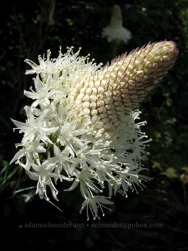 beargrass (Xerophyllum tenax) [Silver Star Mountain trail, Gifford Pinchot Nat'l Forest, Skamania County, Washington]