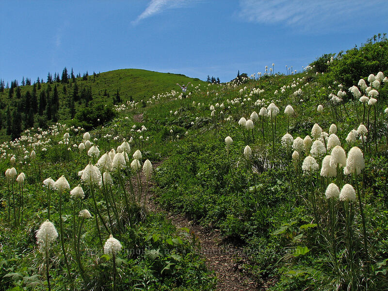 beargrass (Xerophyllum tenax) [Ed's Trail, Silver Star Mountain, Gifford Pinchot Nat'l Forest, Skamania County, Washington]