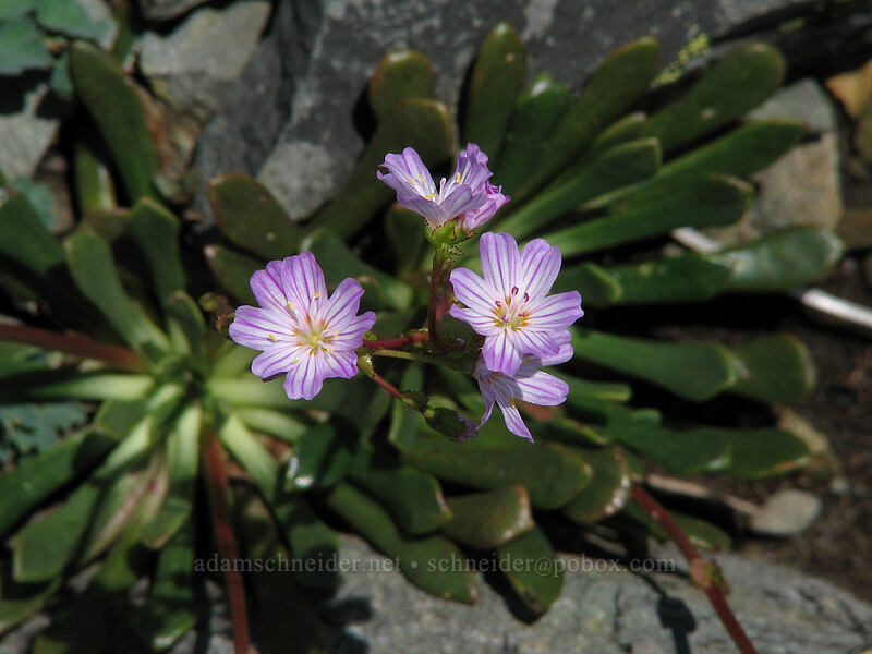 Columbia lewisia (Lewisia columbiana) [Ed's Trail, Silver Star Mountain, Gifford Pinchot Nat'l Forest, Skamania County, Washington]