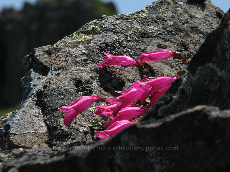 rock penstemon (Penstemon rupicola) [Ed's Trail, Silver Star Mountain, Gifford Pinchot Nat'l Forest, Skamania County, Washington]