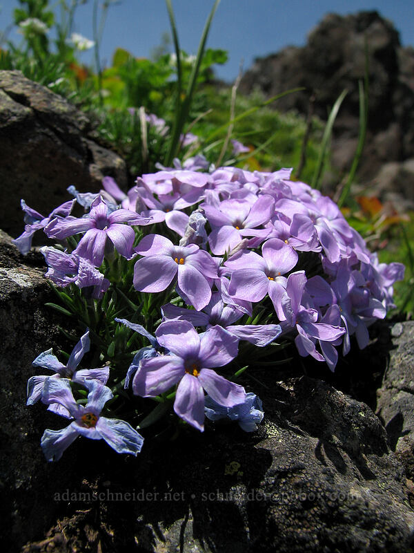 spreading phlox (Phlox diffusa) [Ed's Trail, Silver Star Mountain, Gifford Pinchot Nat'l Forest, Skamania County, Washington]