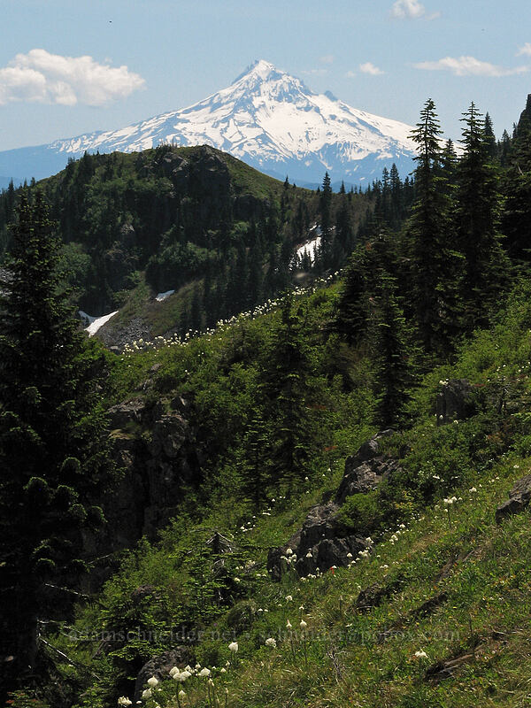 Mount Hood & Star Creek Canyon [Ed's Trail, Silver Star Mountain, Gifford Pinchot Nat'l Forest, Skamania County, Washington]