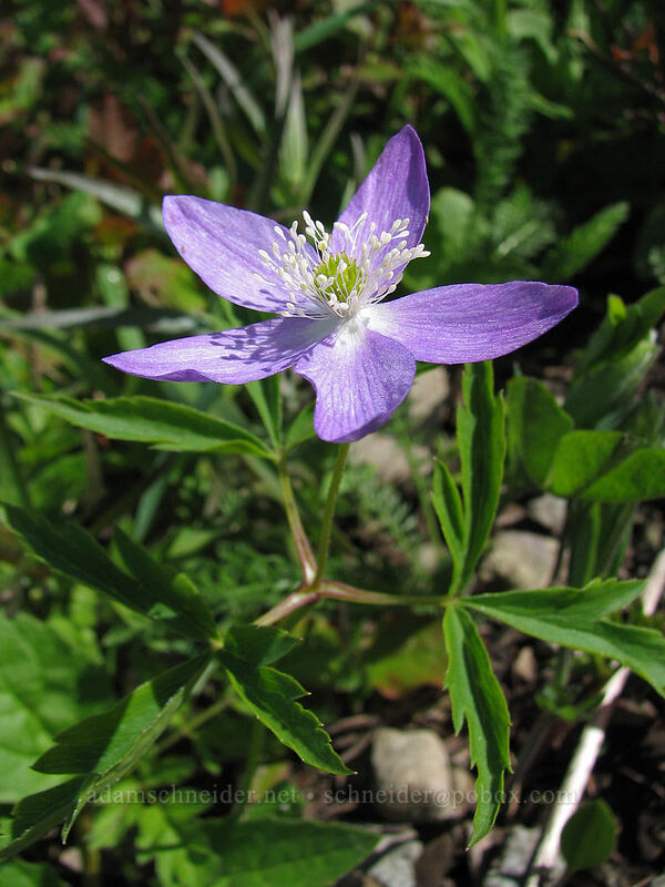 Oregon anemone (Anemone oregana (Anemonoides oregana)) [Ed's Trail, Silver Star Mountain, Gifford Pinchot Nat'l Forest, Skamania County, Washington]