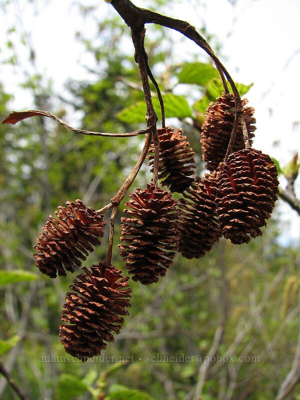female alder flowers (Alnus sp.) [Silver Star Mountain trail, Gifford Pinchot Nat'l Forest, Skamania County, Washington]