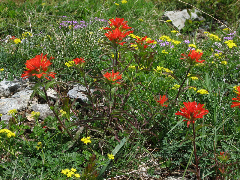 paintbrush & Cascade desert parsley (Castilleja hispida, Lomatium martindalei) [Silver Star Mountain summit, Gifford Pinchot Nat'l Forest, Skamania County, Washington]