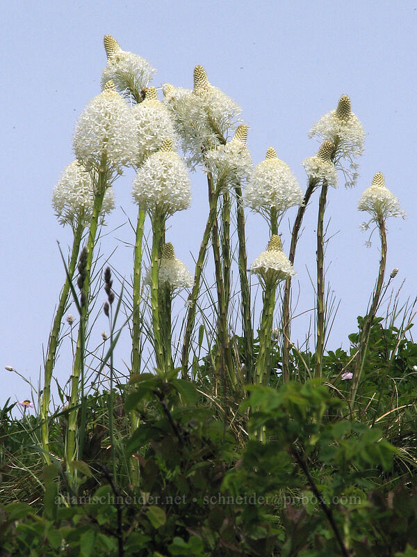 beargrass (Xerophyllum tenax) [Silver Star Mountain trail, Gifford Pinchot Nat'l Forest, Skamania County, Washington]
