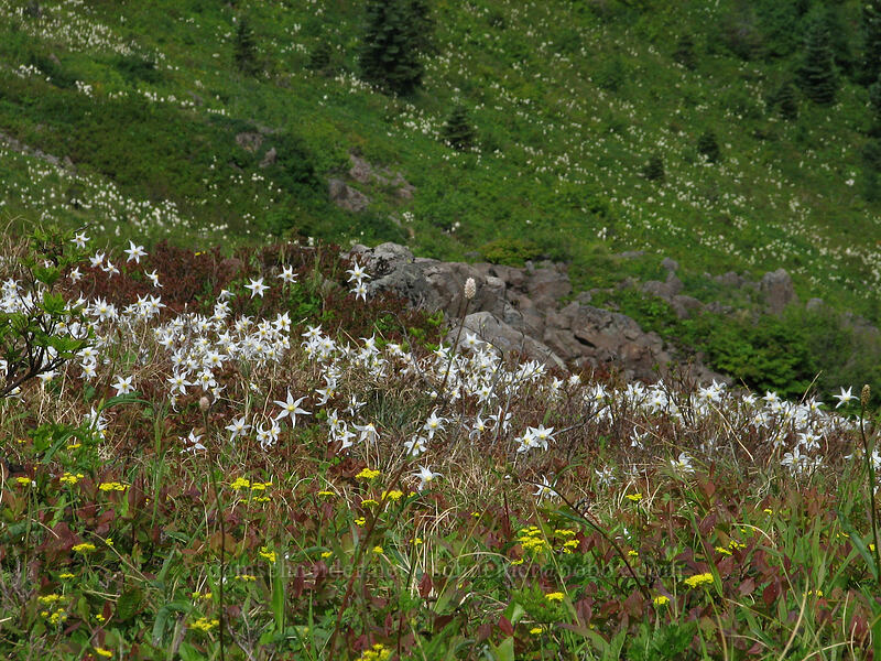 avalanche lilies (Erythronium montanum) [Silver Star Mountain trail, Gifford Pinchot Nat'l Forest, Skamania County, Washington]