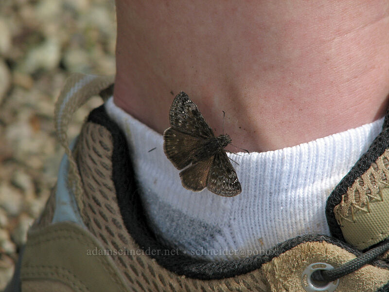 Propertius dusky-wing butterfly (Erynnis propertius) [Silver Star Mountain trail, Gifford Pinchot Nat'l Forest, Skamania County, Washington]