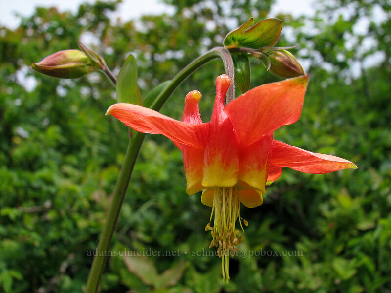 crimson columbine (Aquilegia formosa) [Silver Star Mountain trail, Gifford Pinchot Nat'l Forest, Skamania County, Washington]