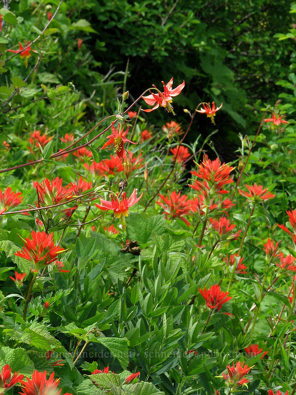 paintbrush & crimson columbine (Castilleja miniata, Aquilegia formosa) [Silver Star Mountain trail, Gifford Pinchot Nat'l Forest, Skamania County, Washington]