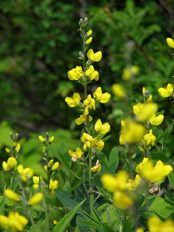 golden pea (Thermopsis montana) [Silver Star Mountain trail, Gifford Pinchot Nat'l Forest, Skamania County, Washington]