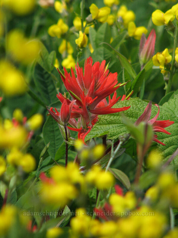 paintbrush & golden pea (Castilleja miniata, Thermopsis montana) [Silver Star Mountain trail, Gifford Pinchot Nat'l Forest, Skamania County, Washington]
