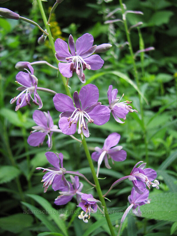 unusually purple fireweed (Chamerion angustifolium (Chamaenerion angustifolium) (Epilobium angustifolium)) [Elk Meadows Trail, Mt. Hood Wilderness, Hood River County, Oregon]