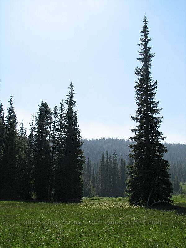 Elk Meadows [Elk Meadows, Mt. Hood Wilderness, Hood River County, Oregon]