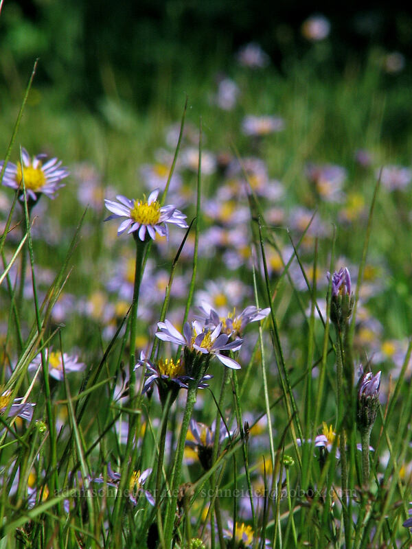 tundra asters (Oreostemma alpigenum var. alpigenum (Aster alpigenus)) [Elk Meadows, Mt. Hood Wilderness, Hood River County, Oregon]