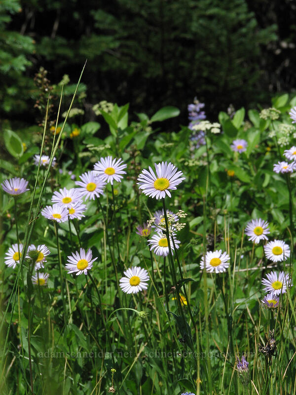 subalpine fleabane (Erigeron glacialis var. glacialis) [Elk Meadows, Mt. Hood Wilderness, Hood River County, Oregon]
