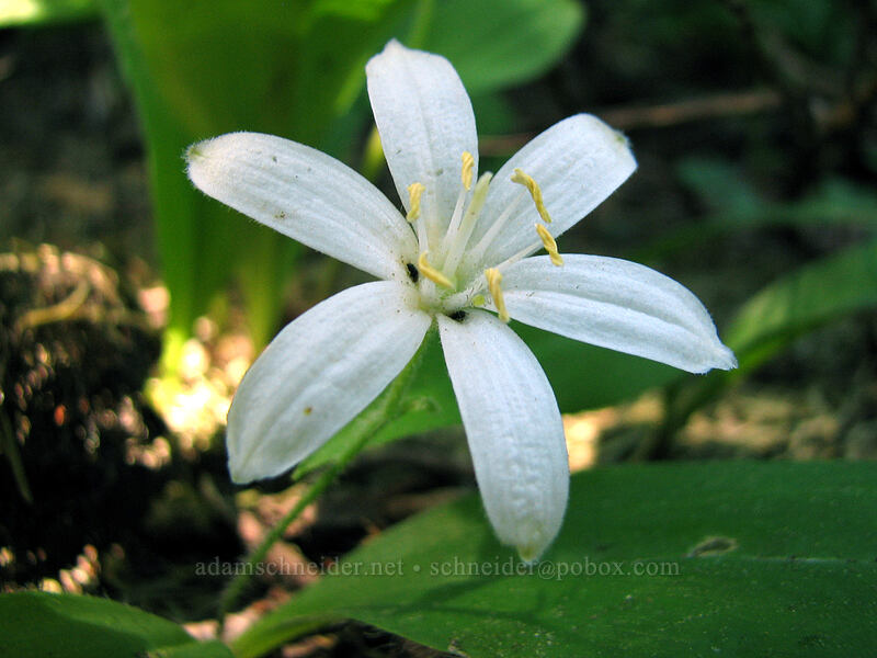 bead lily (Clintonia uniflora) [Elk Meadows, Mt. Hood Wilderness, Hood River County, Oregon]