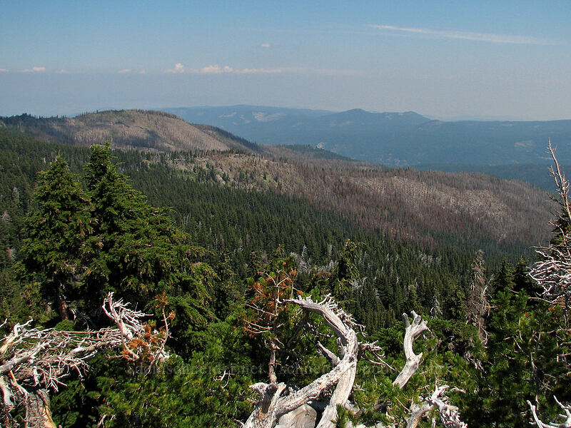 area burned by 2008 Gnarl Ridge fire [Lamberson Butte, Mt. Hood Wilderness, Hood River County, Oregon]