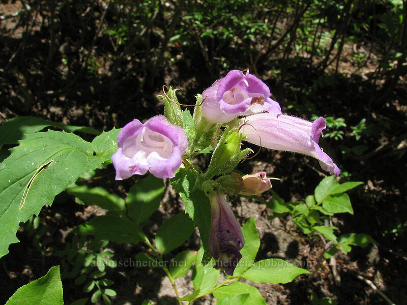 turtle-head (Nothochelone nemorosa) [Timberline Trail, Mt. Hood Wilderness, Hood River County, Oregon]