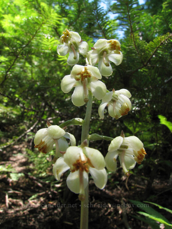 white-veined pyrola (Pyrola picta) [Timberline Trail, Mt. Hood Wilderness, Hood River County, Oregon]