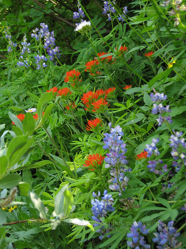 paintbrush & lupine (Lupinus latifolius, Castilleja suksdorfii) [Timberline Trail, Mt. Hood Wilderness, Hood River County, Oregon]