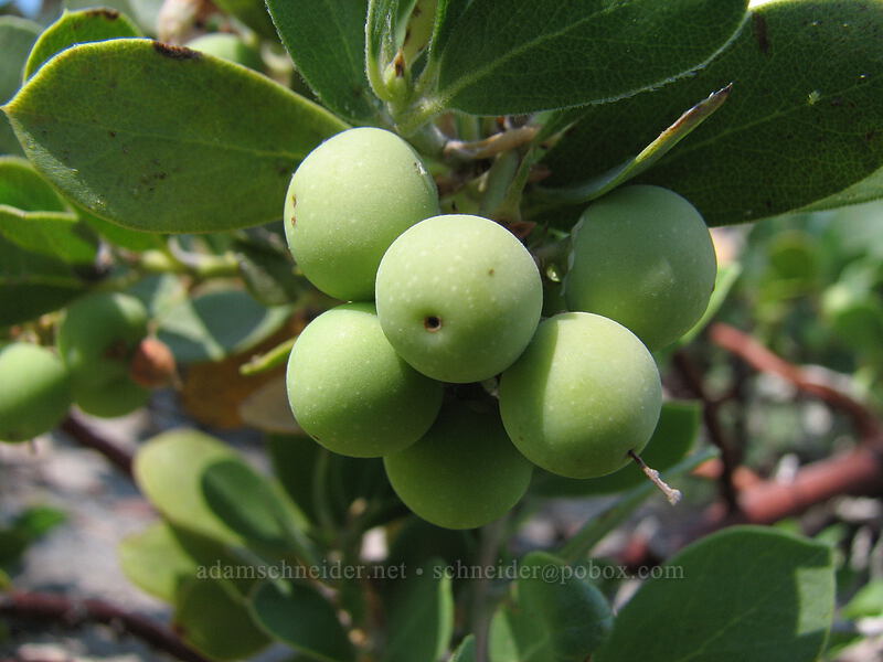 pine-mat manzanita berries (Arctostaphylos nevadensis) [Newton Creek Trail, Mt. Hood Wilderness, Hood River County, Oregon]