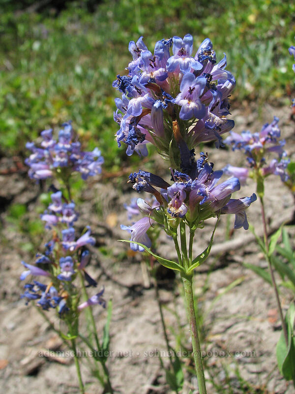 glaucous penstemon (Penstemon euglaucus) [Newton Creek Trail, Mt. Hood Wilderness, Hood River County, Oregon]