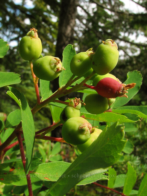 Sitka mountain-ash berries (Sorbus sitchensis) [Pacific Crest Trail, Mt. Jefferson Wilderness, Marion County, Oregon]