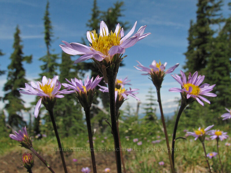 alpine asters (Oreostemma alpigenum var. alpigenum (Aster alpigenus)) [Pacific Crest Trail, Mt. Jefferson Wilderness, Marion County, Oregon]