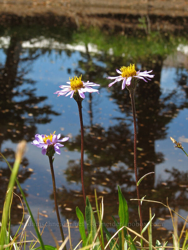 alpine asters by a pond (Oreostemma alpigenum var. alpigenum (Aster alpigenus)) [Pacific Crest Trail, Mt. Jefferson Wilderness, Marion County, Oregon]