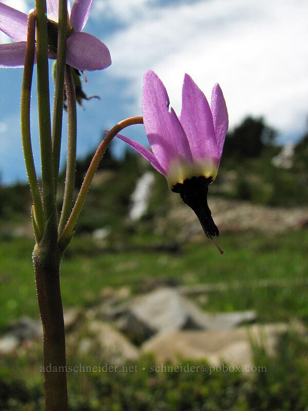 tall mountain shooting stars (Dodecatheon jeffreyi (Primula jeffreyi)) [below Park Butte, Mt. Jefferson Wilderness, Marion County, Oregon]