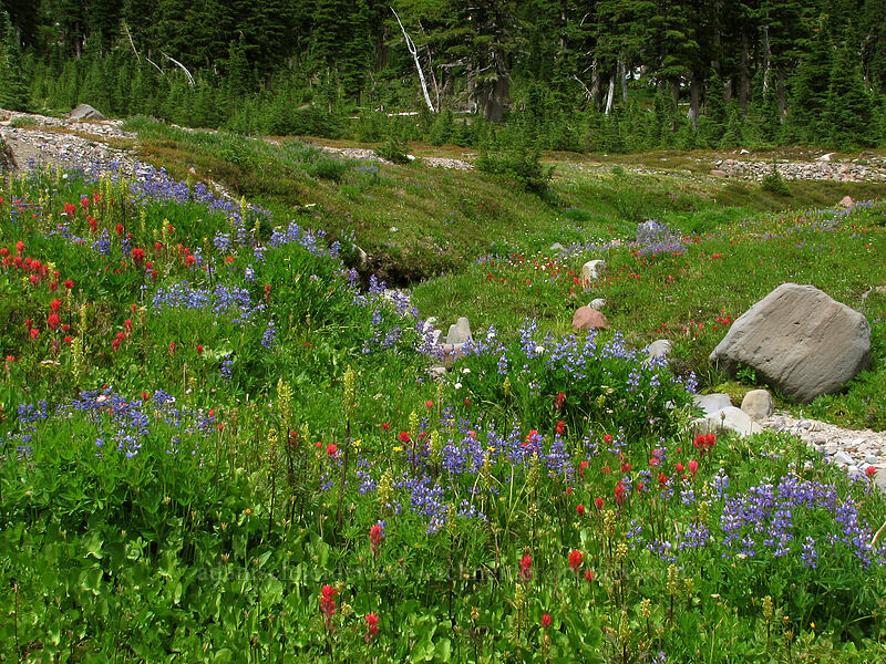 wildflowers (Lupinus latifolius, Castilleja parviflora var. oreopola, Valeriana sitchensis, Pedicularis bracteosa) [Pacific Crest Trail, Mt. Jefferson Wilderness, Marion County, Oregon]