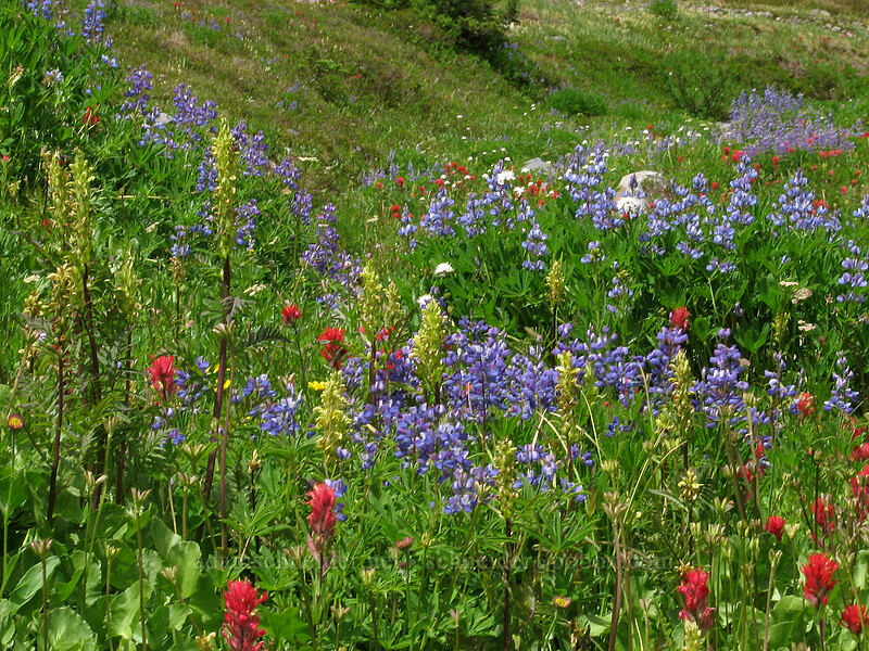 wildflowers (Lupinus latifolius, Castilleja parviflora var. oreopola, Valeriana sitchensis, Pedicularis bracteosa) [Pacific Crest Trail, Mt. Jefferson Wilderness, Marion County, Oregon]