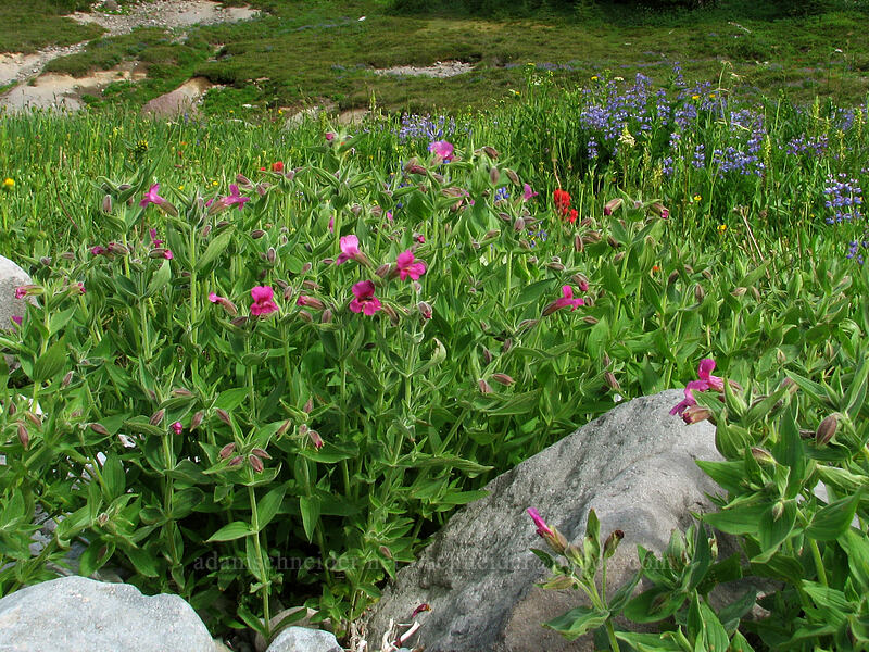 wildflowers (Erythranthe lewisii (Mimulus lewisii), Lupinus latifolius, Pedicularis bracteosa, Castilleja parviflora var. oreopola) [South Breitenbush River, Jefferson Park, Mt. Jefferson Wilderness, Marion County, Oregon]