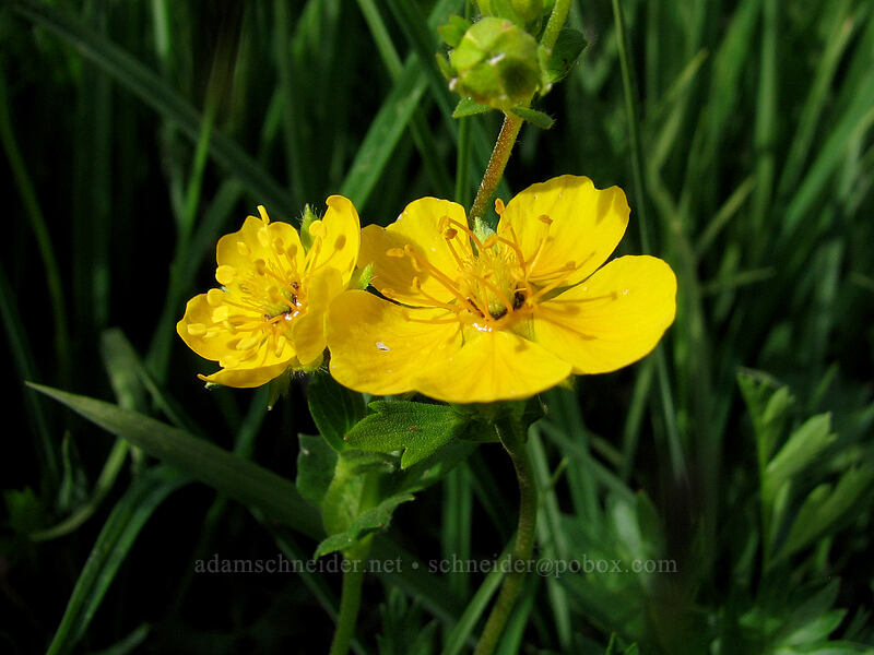 fan-leaf cinquefoil (Potentilla flabellifolia) [South Breitenbush River, Jefferson Park, Mt. Jefferson Wilderness, Marion County, Oregon]